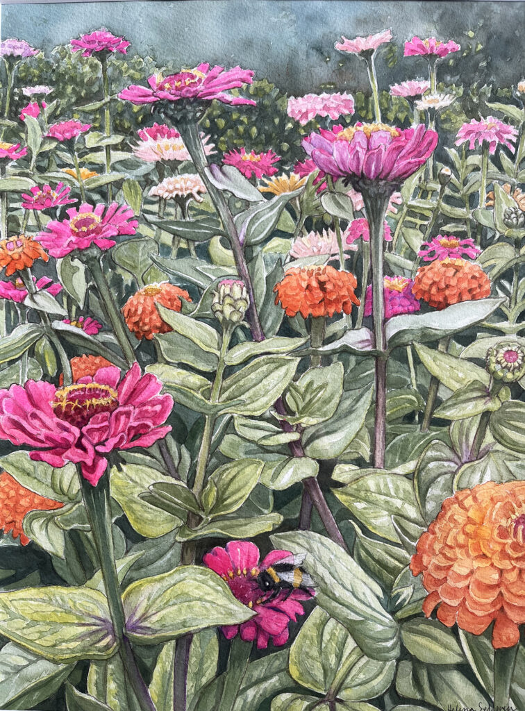 Zinniahavet