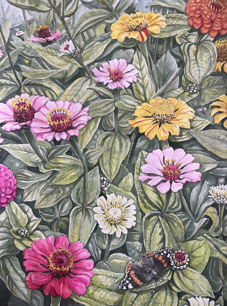 Zinniarabatten