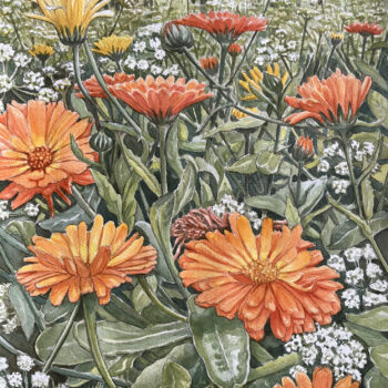Ringblommor Ringblommor